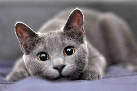 10 Cat.